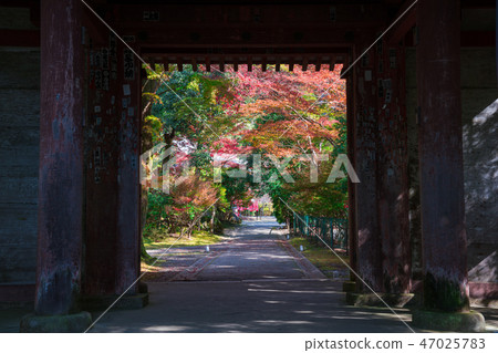 Kyoto Zen Temple Niohmon and colored leaves Kyoto Zen Temple Niohmon and colored leaves 47025783