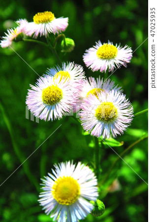 與Haldione景觀 47025935