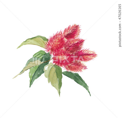 Beni tree fruit Beni tree fruit 47026165