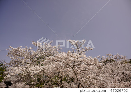 Kokawaji Sakura風景 Kokawaji Sakura風景 47026702