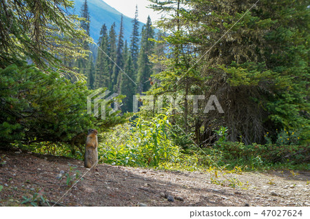 Squirrel in Banff National Park Squirrel in Banff National Park 47027624