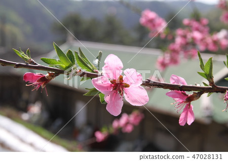 Bold pink flower Bold pink flower 47028131