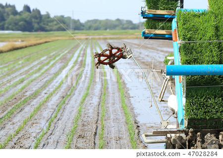 Rice planting image Rice planting image 47028284