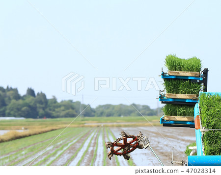 水稻種植形象 47028314