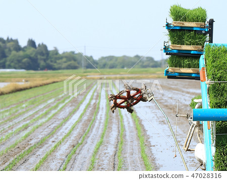 水稻種植形象 47028316