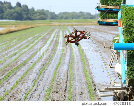 Rice planting image Rice planting image 47028318