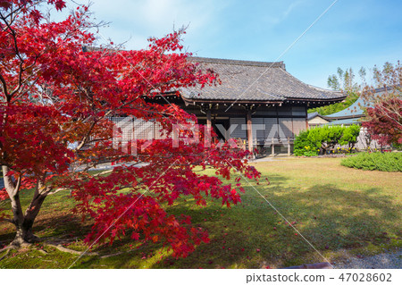 京都Kenji寺和秋葉 京都Kenji寺和秋葉 47028602