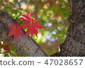 Autumn leaves beginning 47028657