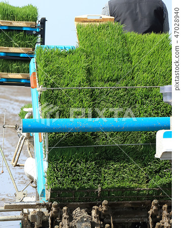 Male image rice planting with rice transplanter Male image rice planting with rice transplanter 47028940