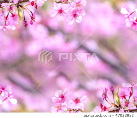 櫻花花愛十順十種開花的花園櫻花櫻花 櫻花花愛十順十種開花的花園櫻花櫻花 47028988