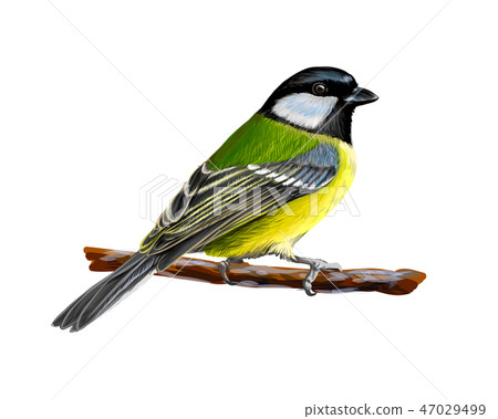 Portrait of a tit bird sitting on a branch on white background, hand drawn sketch 47029499
