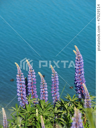 Lake Tekapo Lupine Spring Lake Tekapo Lupine Spring 47029514