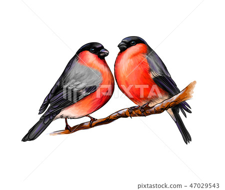 A pair of beautiful winter birds bullfinches on white background, hand drawn sketch 47029543