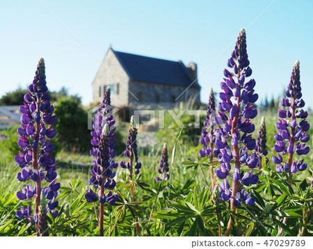 Tekapo Lupin春天 Tekapo Lupin春天 47029789