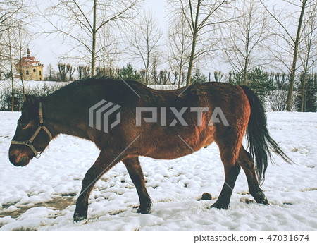 Horse in pasture looking for grass under snow. Horse in pasture looking for grass under snow. 47031674