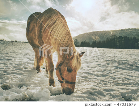 Close view to withe horse feding in snow. 47031679