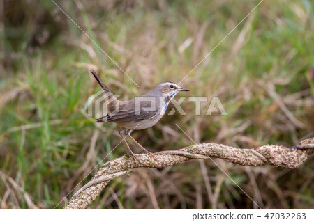 Cute bird Cute bird 47032263