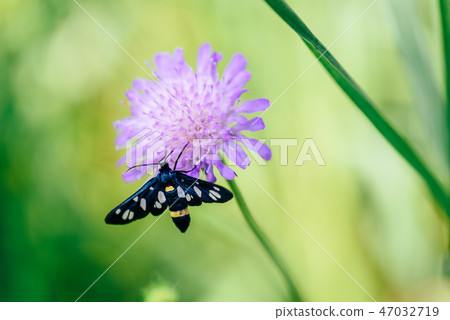 Nine-spotted moth Nine-spotted moth 47032719