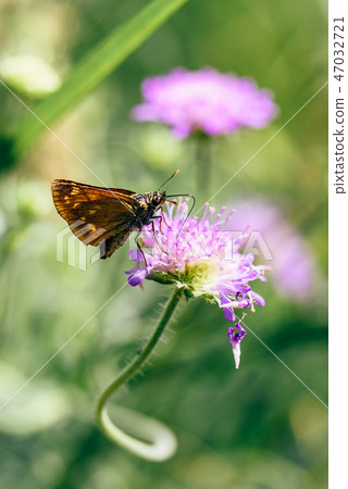 Orange butterfly on the pink flower Orange butterfly on the pink flower 47032721