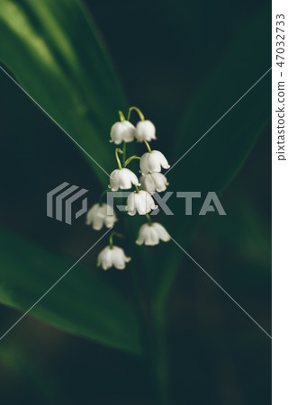 Flower of lily of the valley in forest 47032733