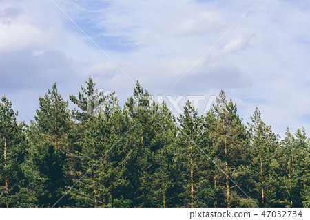 Pine trees against a overcast sky Pine trees against a overcast sky 47032734