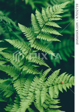 Fern leaves in forest Fern leaves in forest 47032739