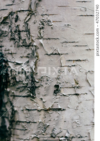 Detail of Paper Birch tree bark Detail of Paper Birch tree bark 47032740