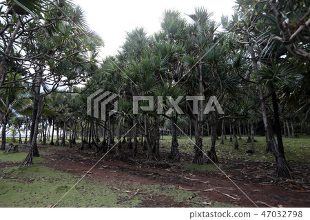 Path in the forest among trees Path in the forest among trees 47032798