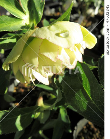 Christmas rose Christmas rose 47032845