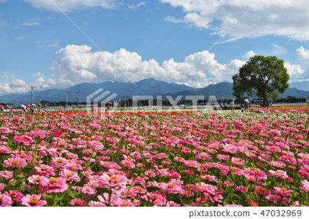 Haru Tengu, a drifting flower by Masayo Kai. Haru Tengu, a drifting flower by Masayo Kai. 47032969