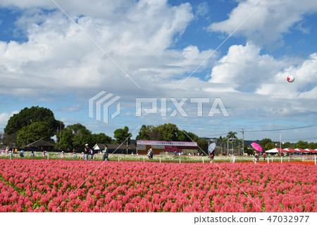 Haru Tengu，現場Hanakai獎花的訪客。 47032977