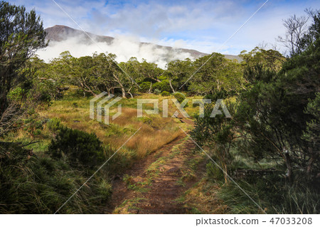 Footpath on a glade with trees and bushes of different height and shape in the background of the 47033208