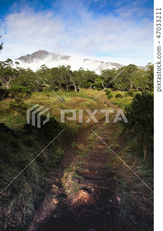 Footpath on a glade with trees and bushes of different height and shape in the background of the Footpath on a glade with trees and bushes of different height and shape in the background of the 47033211