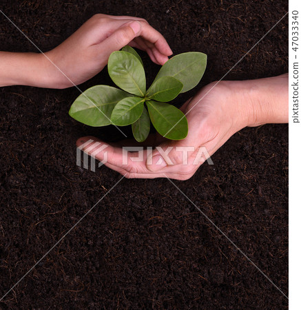 People's hands cupping protectively young plant People's hands cupping protectively young plant 47033340