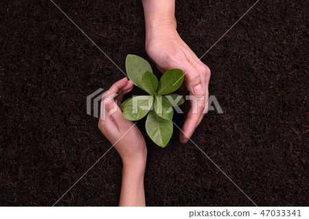 People's hands cupping protectively young plant People's hands cupping protectively young plant 47033341