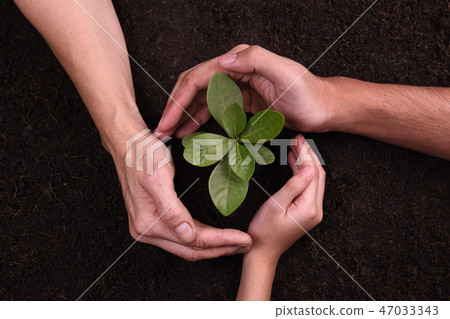 People's hands cupping protectively young plant People's hands cupping protectively young plant 47033343