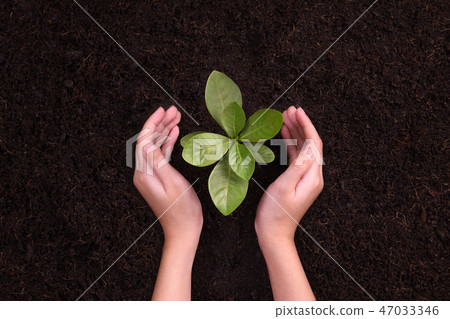 People's hands cupping protectively young plant People's hands cupping protectively young plant 47033346