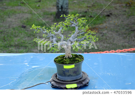 Small bonsai tree display for public Small bonsai tree display for public 47033596