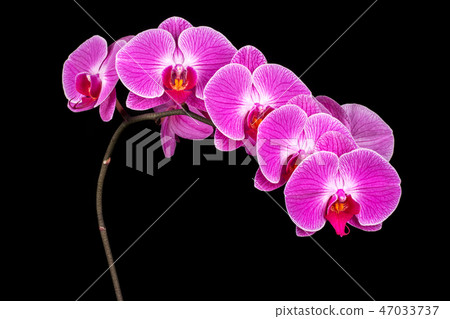 Branch purple Orchid Branch purple Orchid 47033737