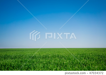 Green field and blue sky 47034372