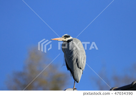 Aoyagi Aoyagi 47034390