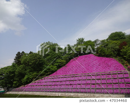 薄荷櫻桃樹 47034468