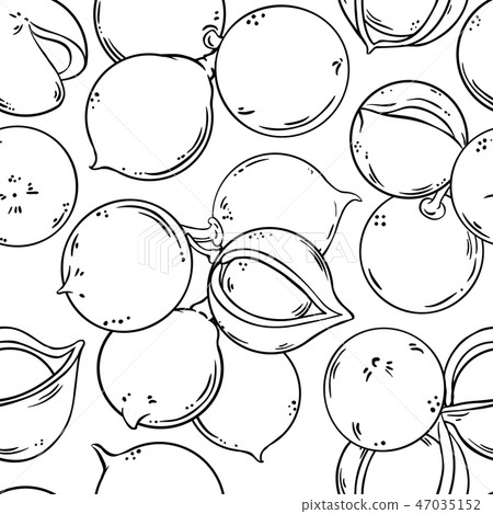 macadamia vector pattern 47035152