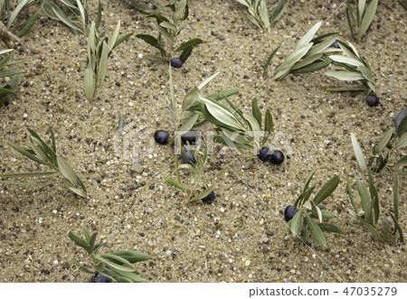 Olive trees in the field 47035279