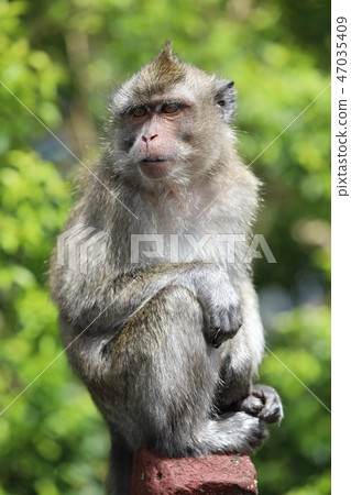 Monkey sits on a wooden stick near trees. Blurred background Monkey sits on a wooden stick near trees. Blurred background 47035409