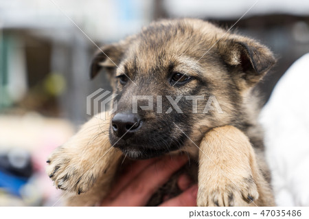 Beautiful dog oudoors Beautiful dog oudoors 47035486