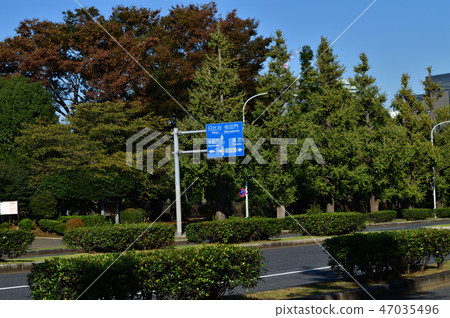 道路和街道樹的照片從國民議會的主要門前面在長田町，Chiyoda-ku，東京往東京地鐵Sakuradamon駐地。 47035496