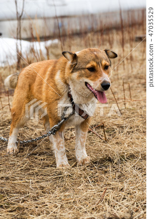 Beautiful dog oudoors Beautiful dog oudoors 47035529