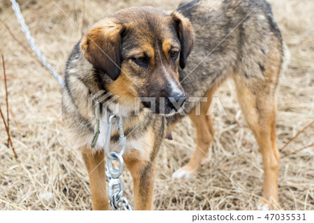 Beautiful dog oudoors Beautiful dog oudoors 47035531