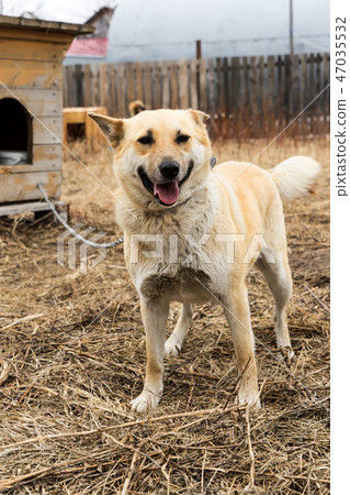 Beautiful dog oudoors Beautiful dog oudoors 47035532